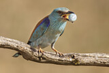 Image. Blauracke