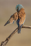 Image. Blauracke