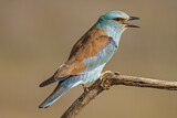 Image. Blauracke