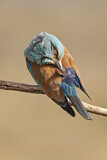 Image. Blauracke
