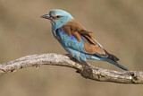 Image. Blauracke