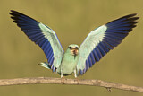 Image. Blauracke
