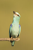 Image. Blauracke