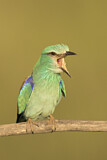 Image. Blauracke