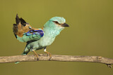 Image. Blauracke