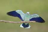 Image. Blauracke