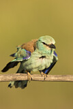 Image. Blauracke