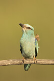 Image. Blauracke