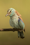 Image. Blauracke