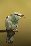 Image. Blauracke