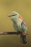 Image. Blauracke