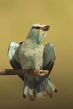 Image. Blauracke