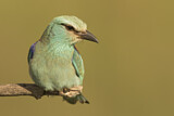 Image. Blauracke