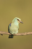 Image. Blauracke