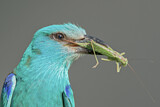 Image. Blauracke