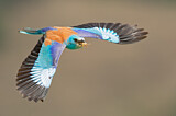 Image. Blauracke