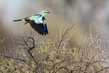Image. Blauracke