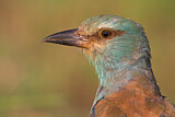 Image. Blauracke