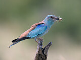 Image. Blauracke