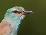 Image. Blauracke
