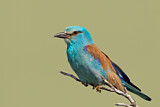 Image. Blauracke
