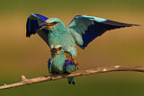 Image. Blauracke