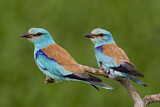 Image. Blauracke