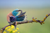 Image. Blauracke