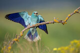 Image. Blauracke