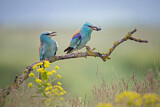 Image. Blauracke