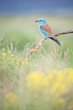 Image. Blauracke