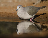 Image. Blauringtaube