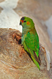 Image. Blauscheitellori