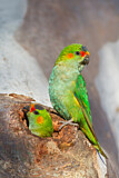 Image. Blauscheitellori