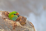 Image. Blauscheitellori
