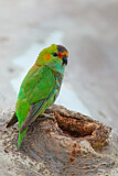 Image. Blauscheitellori