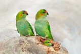 Image. Blauscheitellori