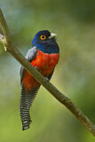 Image. Blauscheiteltrogon