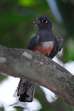 Image. Blauscheiteltrogon