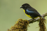 Image. Blauschultertangare