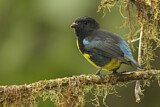 Image. Blauschultertangare
