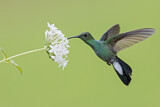 Image. Blauschwanz-Buffonkolibri