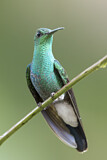 Image. Blauschwanz-Buffonkolibri