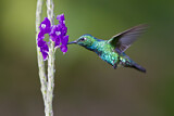 Image. Blauschwanz-Smaragdkolibri