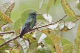 Image. Blauschwanz-Smaragdkolibri