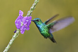 Image. Blauschwanz-Smaragdkolibri