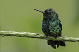 Image. Blauschwanz-Smaragdkolibri