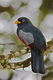 Image. Blauschwanztrogon