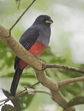 Image. Blauschwanztrogon