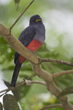 Image. Blauschwanztrogon